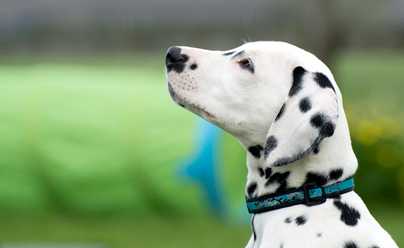 Stapel Maak los dier Halsband, tuig en jachtlijn vergeleken - Doggo.nl