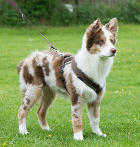 Halsband, jachtlijn vergeleken - Doggo.nl