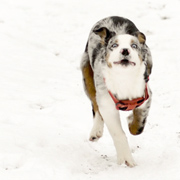 Australian Shepherd Fien