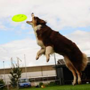 Australian Shepherd houdt van sport