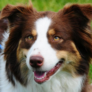 Australian Shepherd Indi