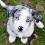 Aussie met blauwe ogen