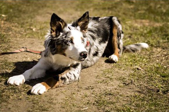 Australian Shepherd met prikoren