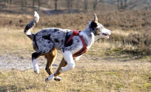 Australian Shepherd