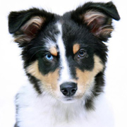 Australian Shepherd Riley