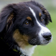 Australian Shepherd Tara