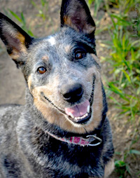 Australian Cattledog