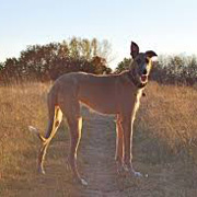 Australische Kangaroo Dog