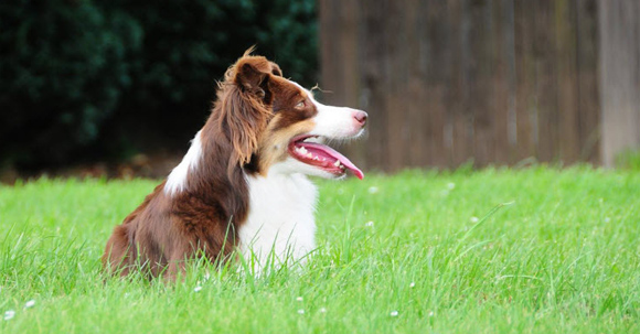 Australian Shepherd