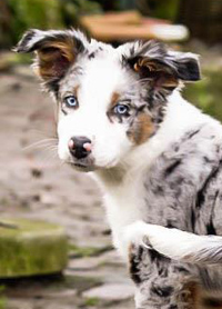 Australian Shepherd pup