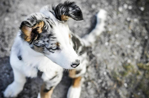 Australian Shepherd puppy