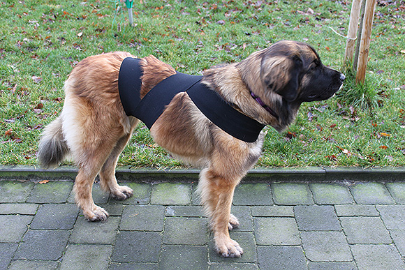 piloot violist Assert Lichaamsbandages en thundershirt voor honden - Doggo.nl