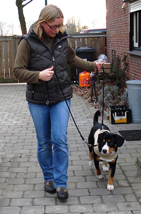 piloot violist Assert Lichaamsbandages en thundershirt voor honden - Doggo.nl