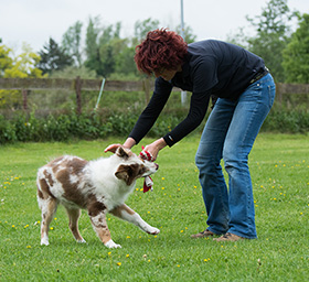 Hoe kun je een puppy het bijten afleren?