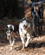 Voorop de fiets