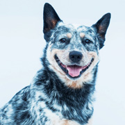 Cattledogs