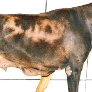 Blue Dobermann Syndrome