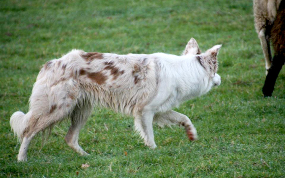 Border Collie