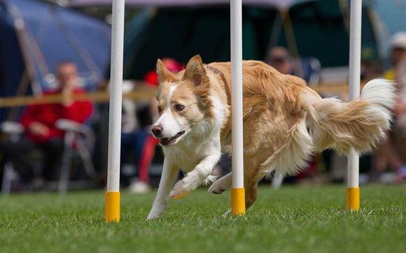 Border Collie