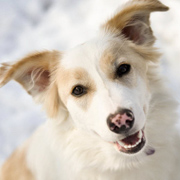 Border Collie Beauty