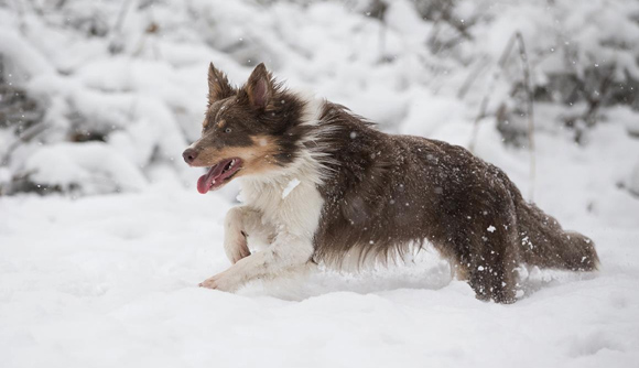 Border Collie