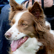 Border Collie Beauty