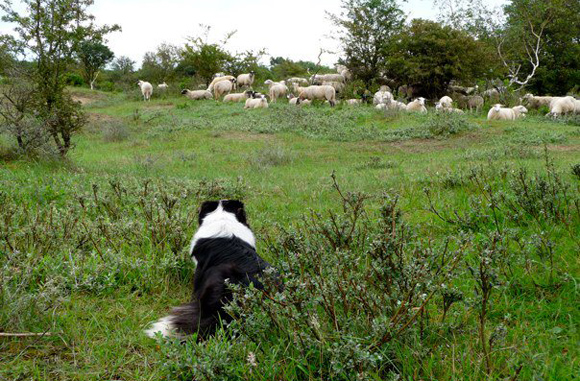 Border Collie