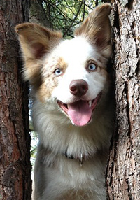 Border Collie