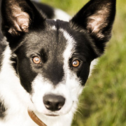 Border Collie Beauty