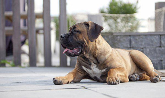 Cane Corso