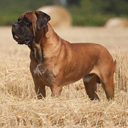 Cane Corso