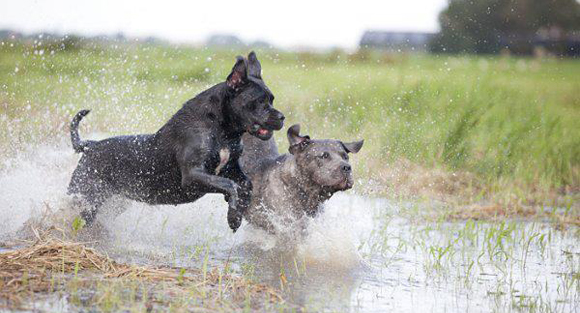 Cane Corso