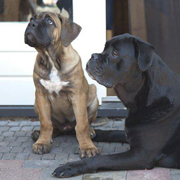 Cane Corso