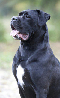 Cane Corso