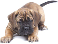 Cane Corso pup