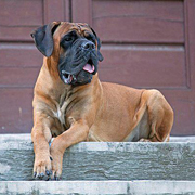 Cane Corso