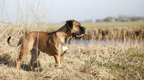 Cane Corso