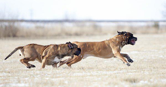 Cane Corso