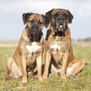 Cane Corso