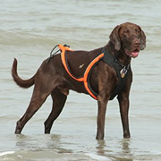 Canicross: hardlopen met je hond