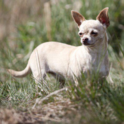 Chihuahua