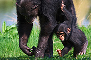 Chimpansee