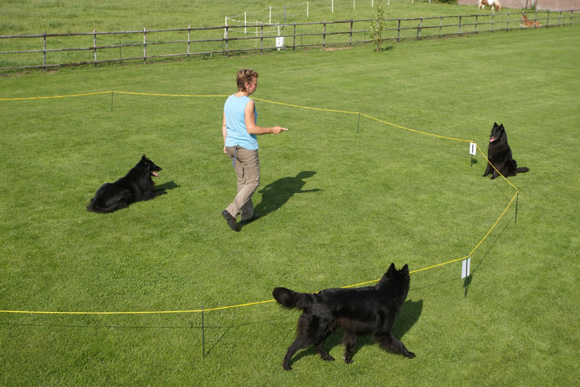 Het werken op de cirkel met meerdere honden.