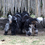 Engelse Cocker Spaniel