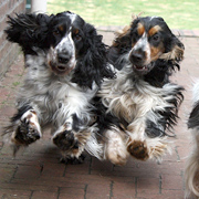 Engelse Cocker Spaniel