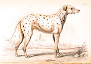 Dalmatiër