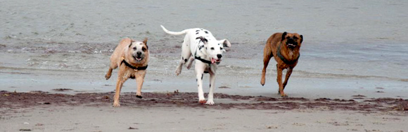 Dalmatïer met andere honden