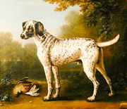 Dalmatiër