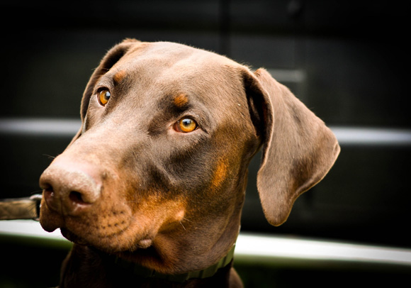 Dobermann