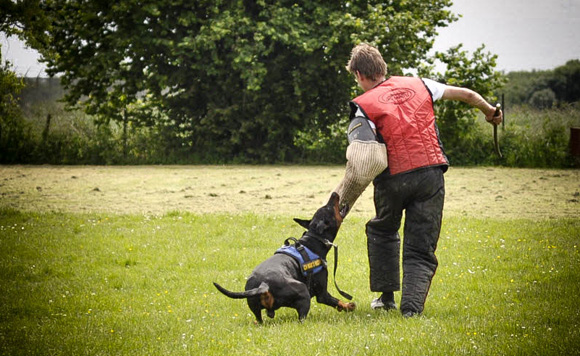 Dobermann